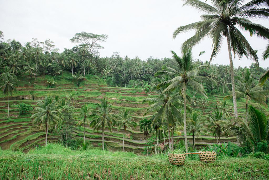 Bali Ubud Photo